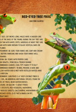 FROG-RED EYE TREE #2- Agalychnis callidryas 2-3 INCHES 5-14-25