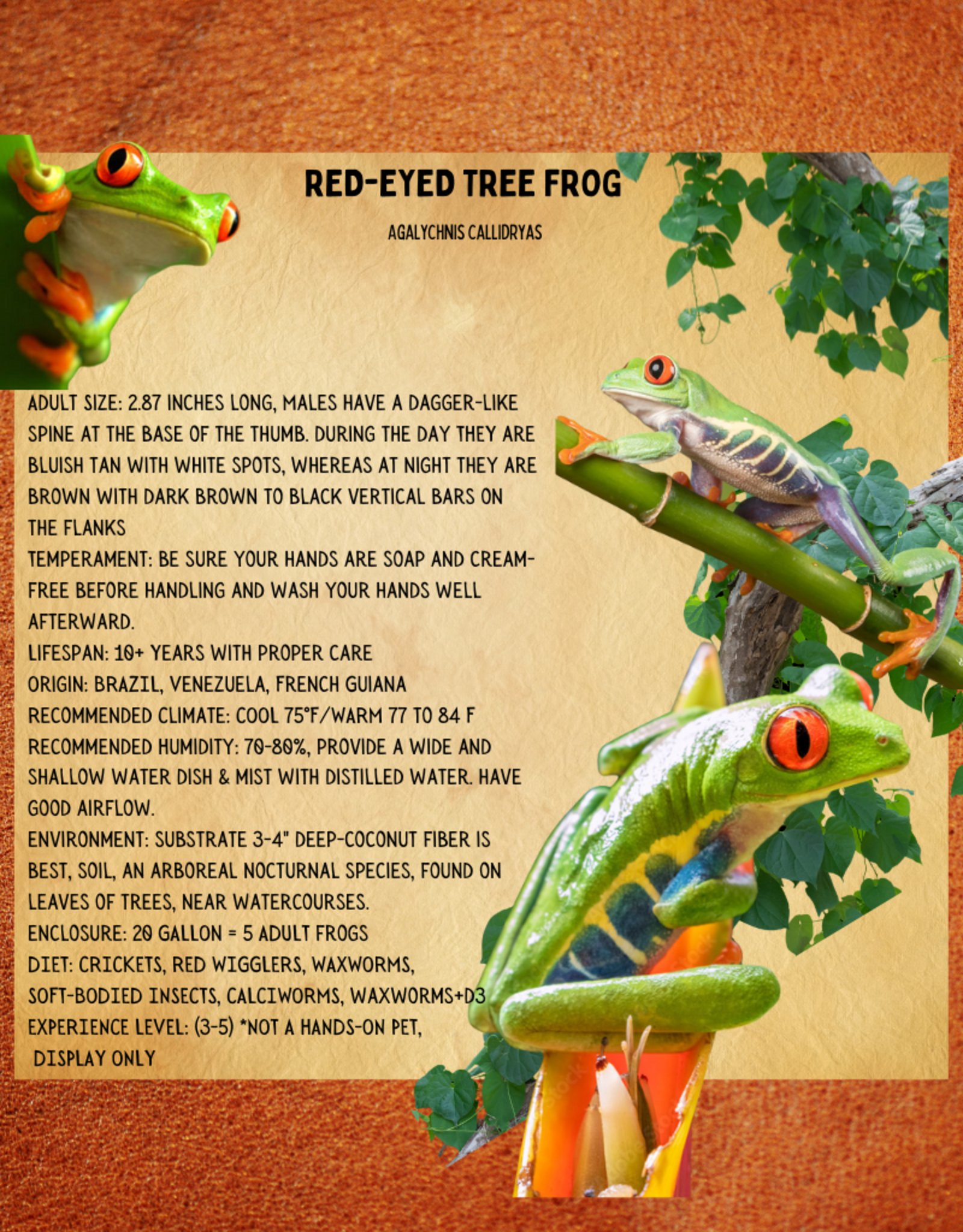 FROG-RED EYE TREE #2- Agalychnis callidryas 2-3 INCHES 5-14-25