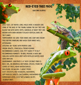 FROG-RED EYE TREE #2- Agalychnis callidryas 2-3 INCHES 5-14-25
