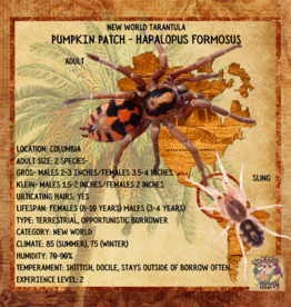 TARANTULA- PUMPKIN PATCH - Hapalopus FORMOSUS (TRUE)  .5 INCH SLING- CB 5-14-25