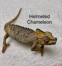 Helmeted Chameleon- Trioceros hoehnelii-  6-7 INCHES- 5-14-25