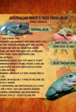 FROG- AUSTRALIAN WHITES- DUMPY FROG- BLUE- SNOWFLAKE- Litoria caerulea 1 TO 1.5 INCHES- CB- 5-14-25
