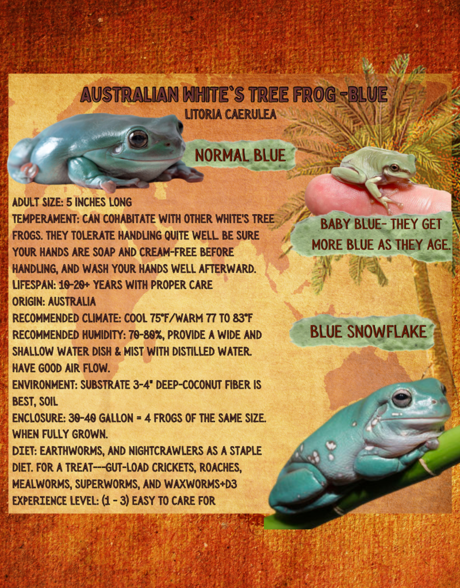 FROG- AUSTRALIAN WHITES- DUMPY FROG- BLUE- SNOWFLAKE- Litoria caerulea 1 TO 1.5 INCHES- CB- 5-14-25