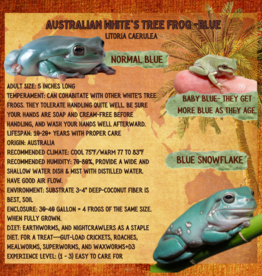 FROG- AUSTRALIAN WHITES- DUMPY FROG- BLUE- SNOWFLAKE- Litoria caerulea 1 TO 1.5 INCHES- CB- 5-14-25