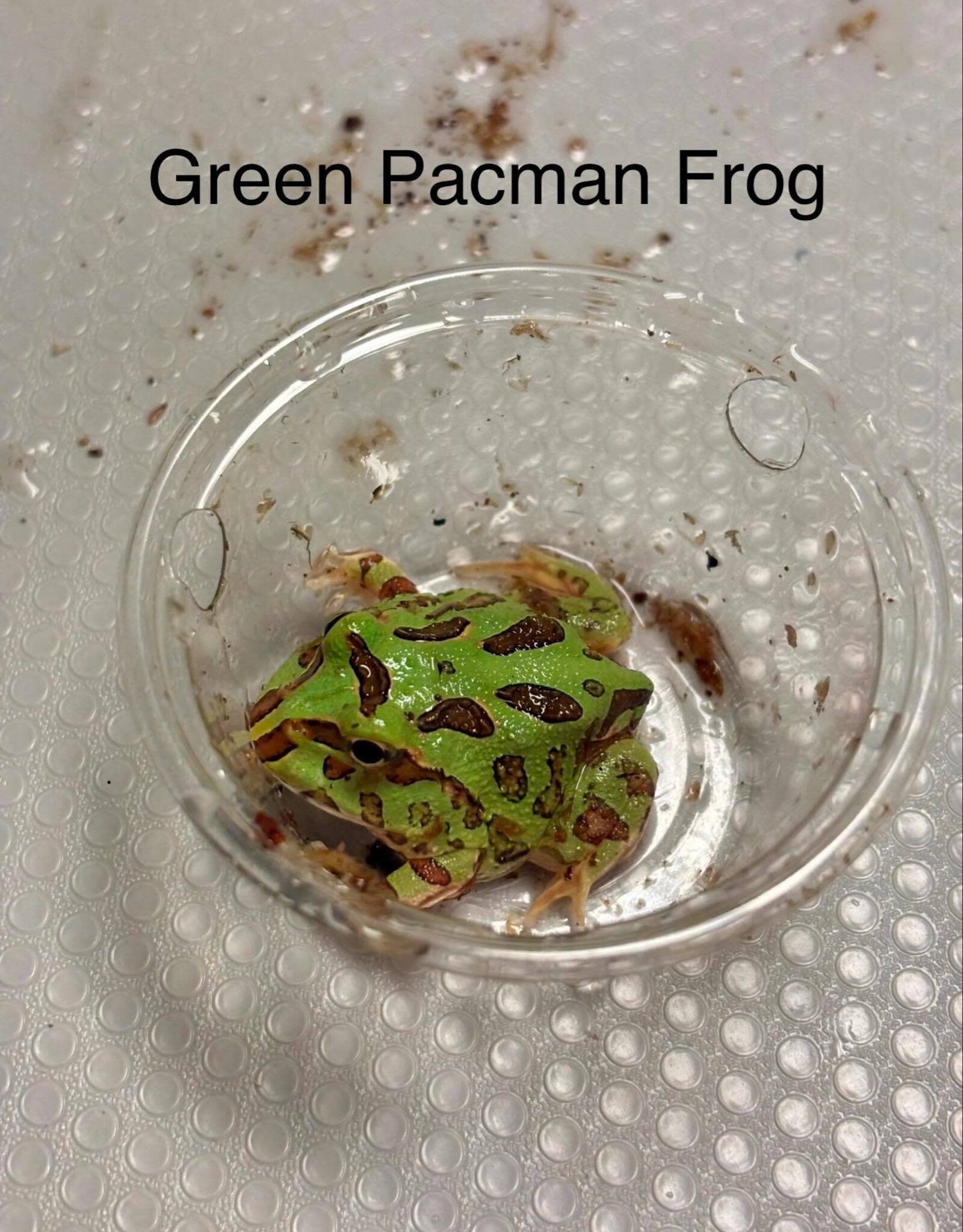 PACMAN FROG- GREEN- Ceratophrys cranwelli 1.5 INCH- CB	5-14-25