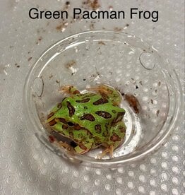 PACMAN FROG- GREEN- Ceratophrys cranwelli 1.5 INCH- CB	5-14-25