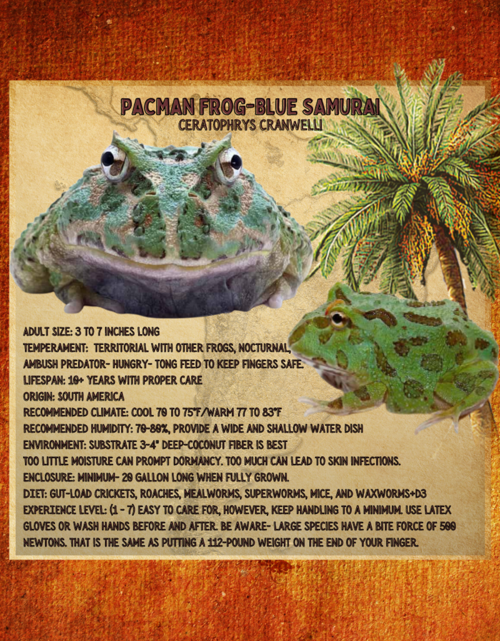 FROG- PACMAN- BLUE SAMURAI-Ceratophrys cranwelli- 1-2 INCHES- CB	5-14-25