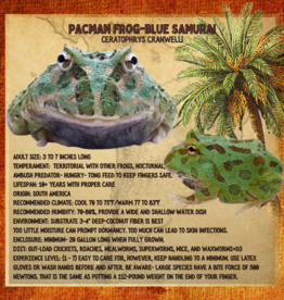 FROG- PACMAN- BLUE SAMURAI-Ceratophrys cranwelli- 1-2 INCHES- CB	5-14-25