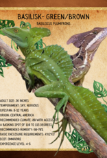 BASILISK- GREEN- Basiliscus plumifrons- 7 INCHES 5-14-25