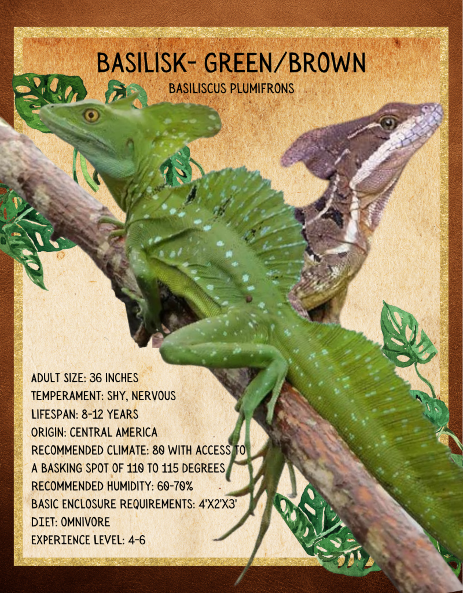 BASILISK- GREEN- Basiliscus plumifrons- 7 INCHES 5-14-25
