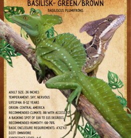 BASILISK- GREEN- Basiliscus plumifrons- 7 INCHES 5-14-25