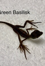 BASILISK- GREEN- Basiliscus plumifrons- 7 INCHES 5-14-25