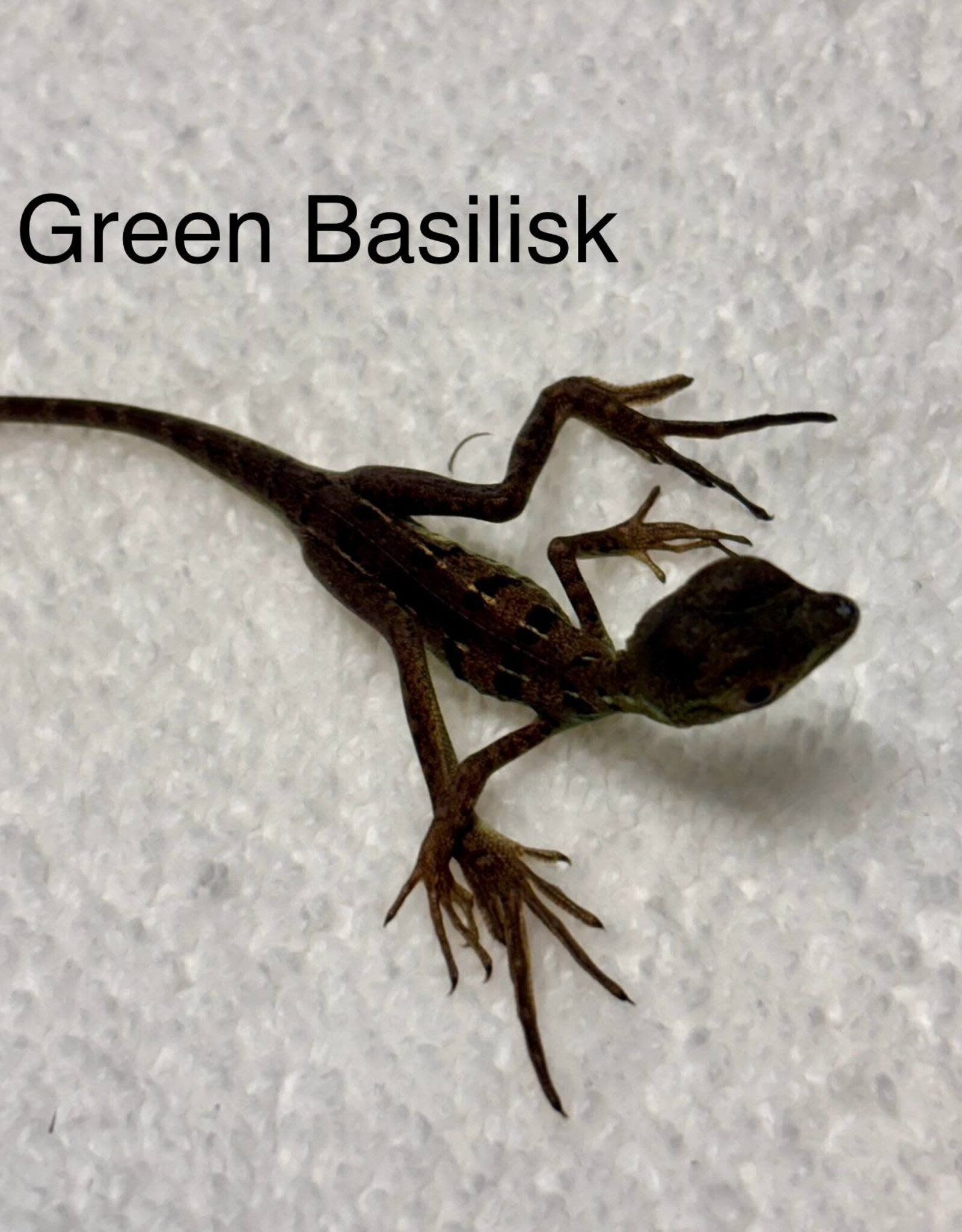 BASILISK- GREEN- Basiliscus plumifrons- 7 INCHES 5-14-25
