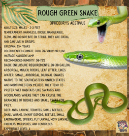 ROUGH GREEN SNAKE #3- OPHEODRYS AESTIVUS- CB 5-14-25