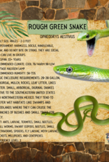 ROUGH GREEN SNAKE #5- OPHEODRYS AESTIVUS- CB 5-14-25