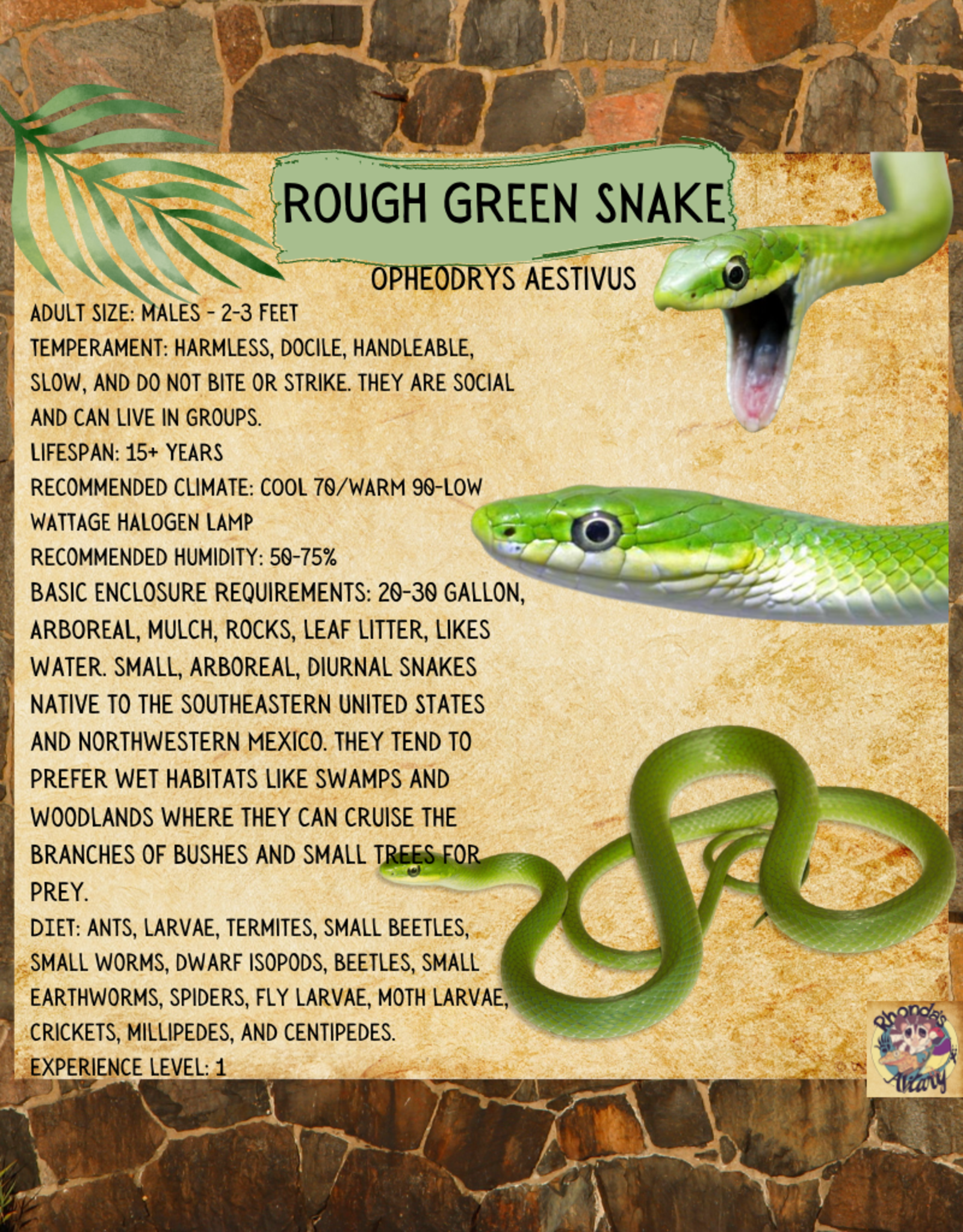 ROUGH GREEN SNAKE #4- OPHEODRYS AESTIVUS- CB 5-14-25