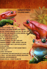 FROG-TOMATO FROG-Dyscophus guineti- CB 5-14-25
