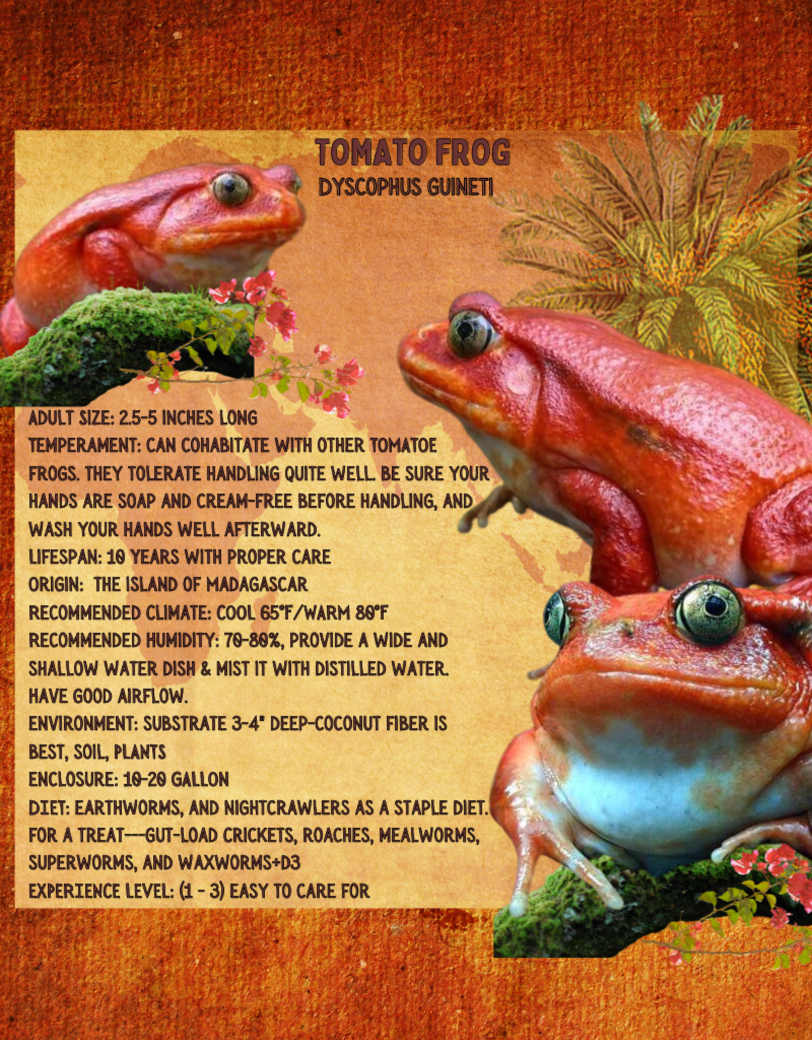 FROG-TOMATO FROG-Dyscophus guineti- CB 5-14-25
