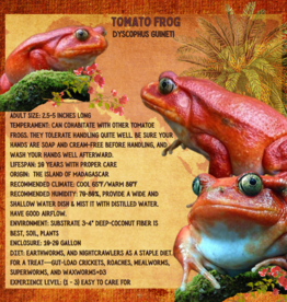 FROG-TOMATO FROG-Dyscophus guineti- CB 5-14-25