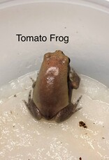 FROG-TOMATO FROG-Dyscophus guineti- CB 5-14-25