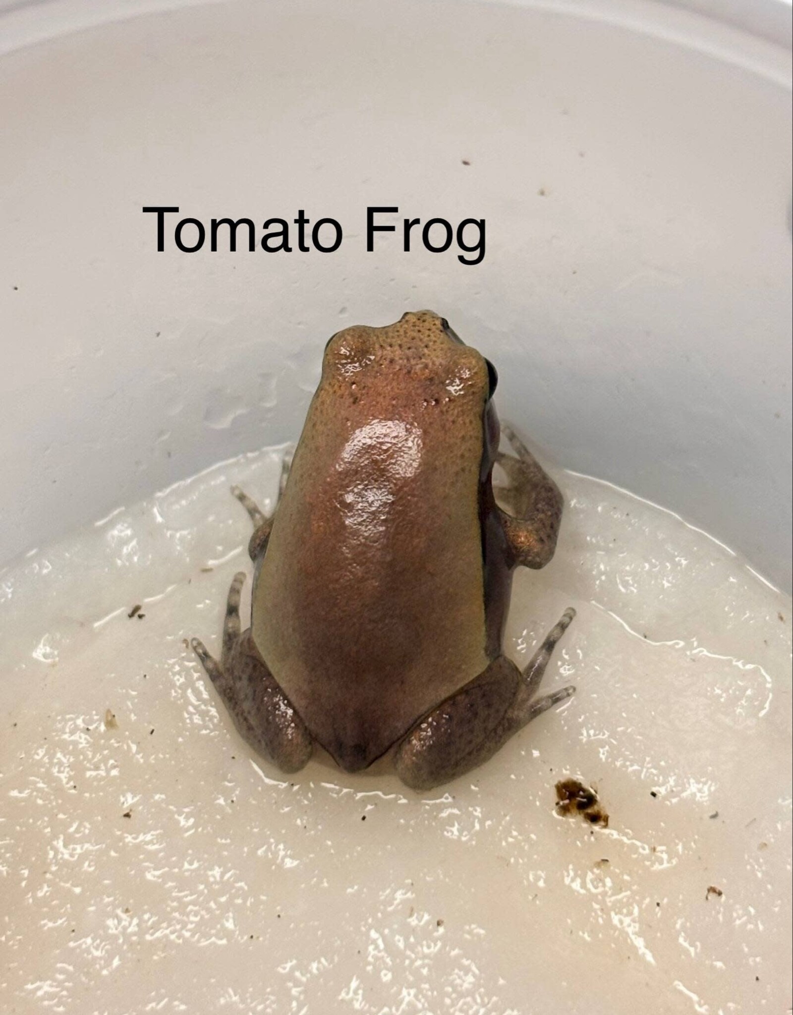 FROG-TOMATO FROG-Dyscophus guineti- CB 5-14-25