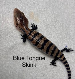 SKINK BLUE TONGUE MERAUKE- Tiliqua gigas evanescens- CB- 5-14-25