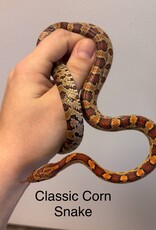 CORN SNAKE- CLASSIC- Pantherophis guttatus- 25 INCHES- 5-14-25