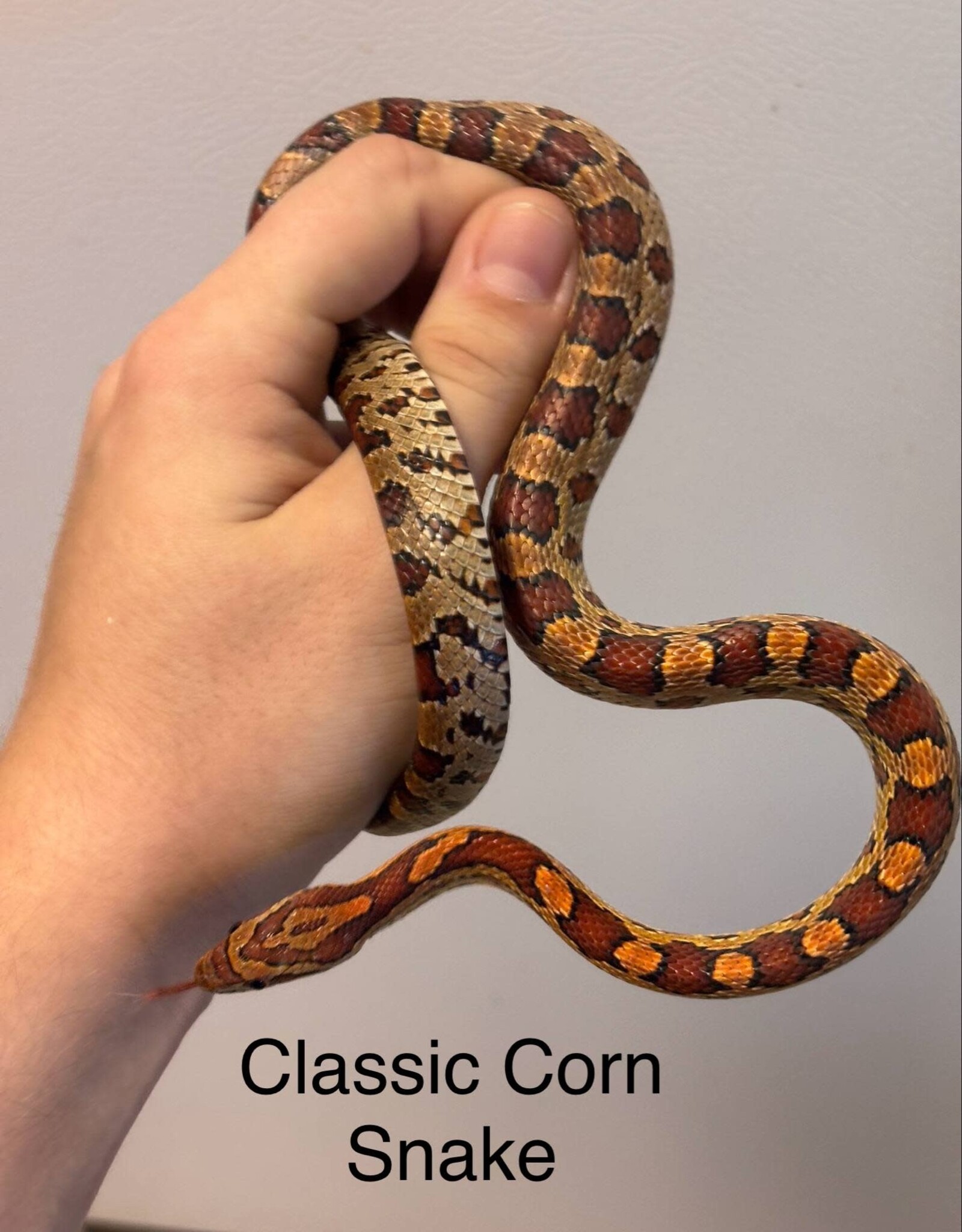 CORN SNAKE- CLASSIC- Pantherophis guttatus- 25 INCHES- 5-14-25