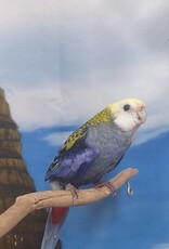 ROSELLA- PALE HEADED- FEMALE