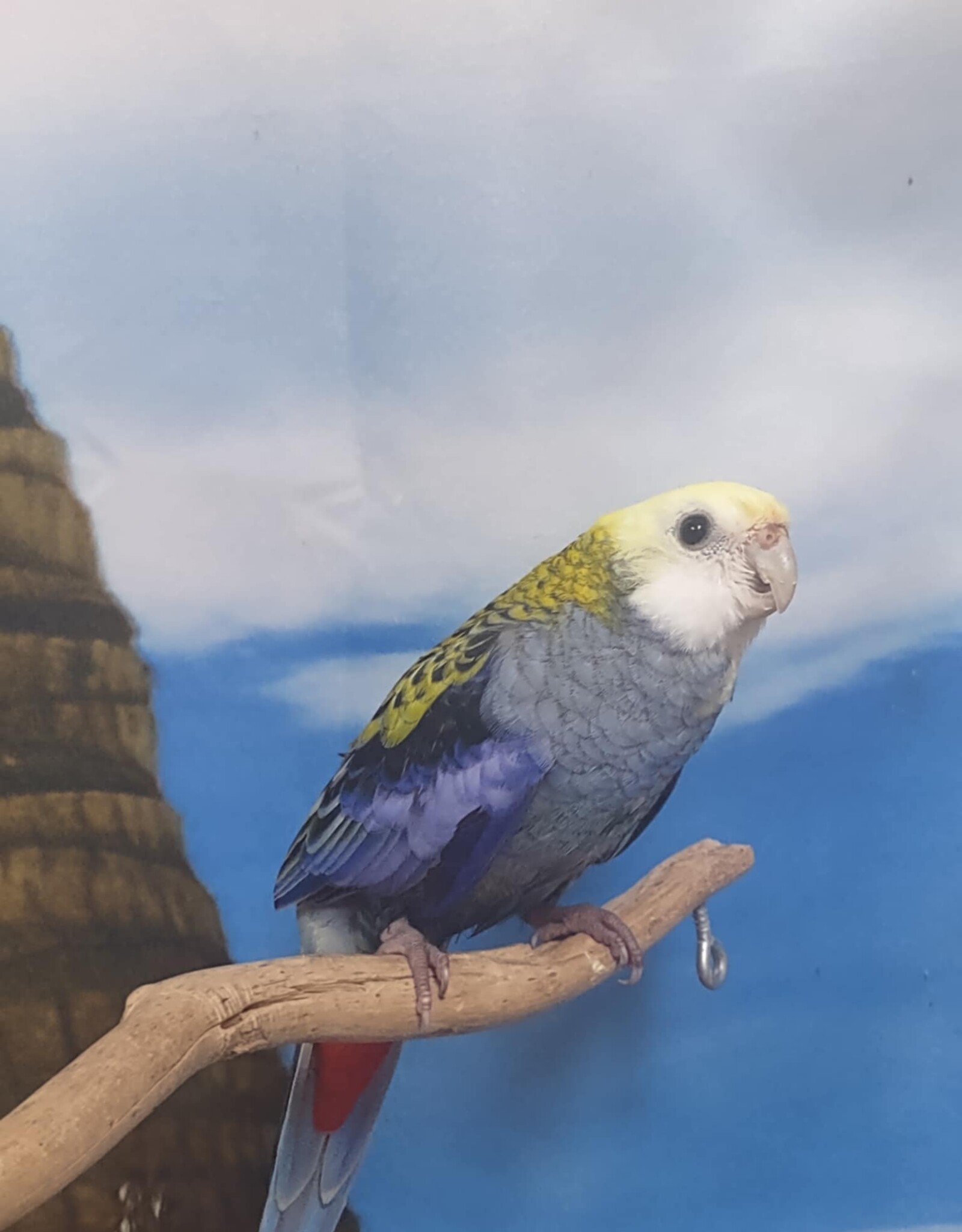 ROSELLA- PALE HEADED- FEMALE