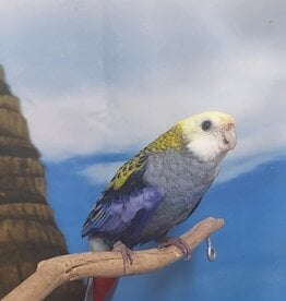 ROSELLA- PALE HEADED- FEMALE