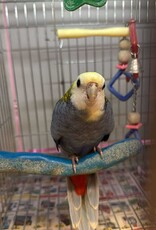 ROSELLA- PALE HEADED- FEMALE