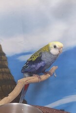ROSELLA- PALE HEADED- FEMALE