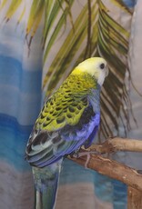 ROSELLA- PALE HEADED- FEMALE