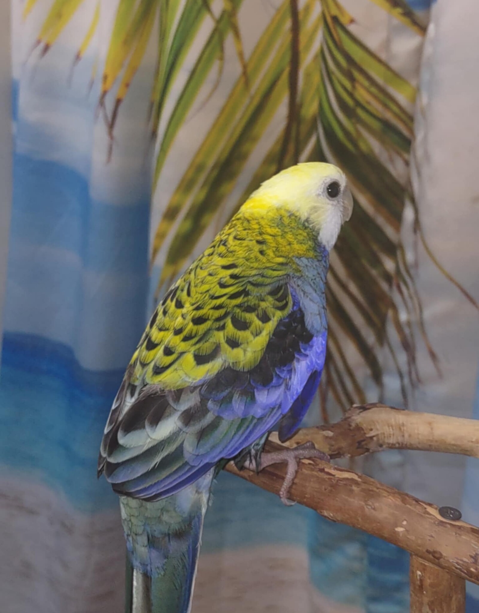 ROSELLA- PALE HEADED- FEMALE