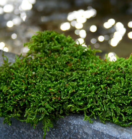 LIVE- SHEET MOSS-