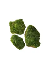 LIVE- MOOD MOSS