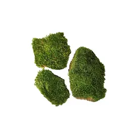 LIVE- MOOD MOSS