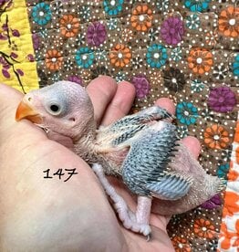WBF PA 147- OLIVE- INDIAN RINGNECK- (DARK EYES) HATCH 5-10-25