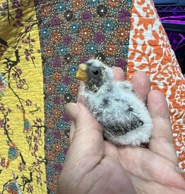 RAFL           / HATCH 5-9-25- PARAKEET-BOURKE- NORMAL