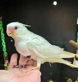 RAFL 3238 / HATCH  4-01-25- COCKATIEL- ALBINO