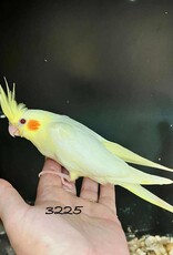 RAFL 3225/ HATCH 4-1-25-LUTINO- COCKATIEL