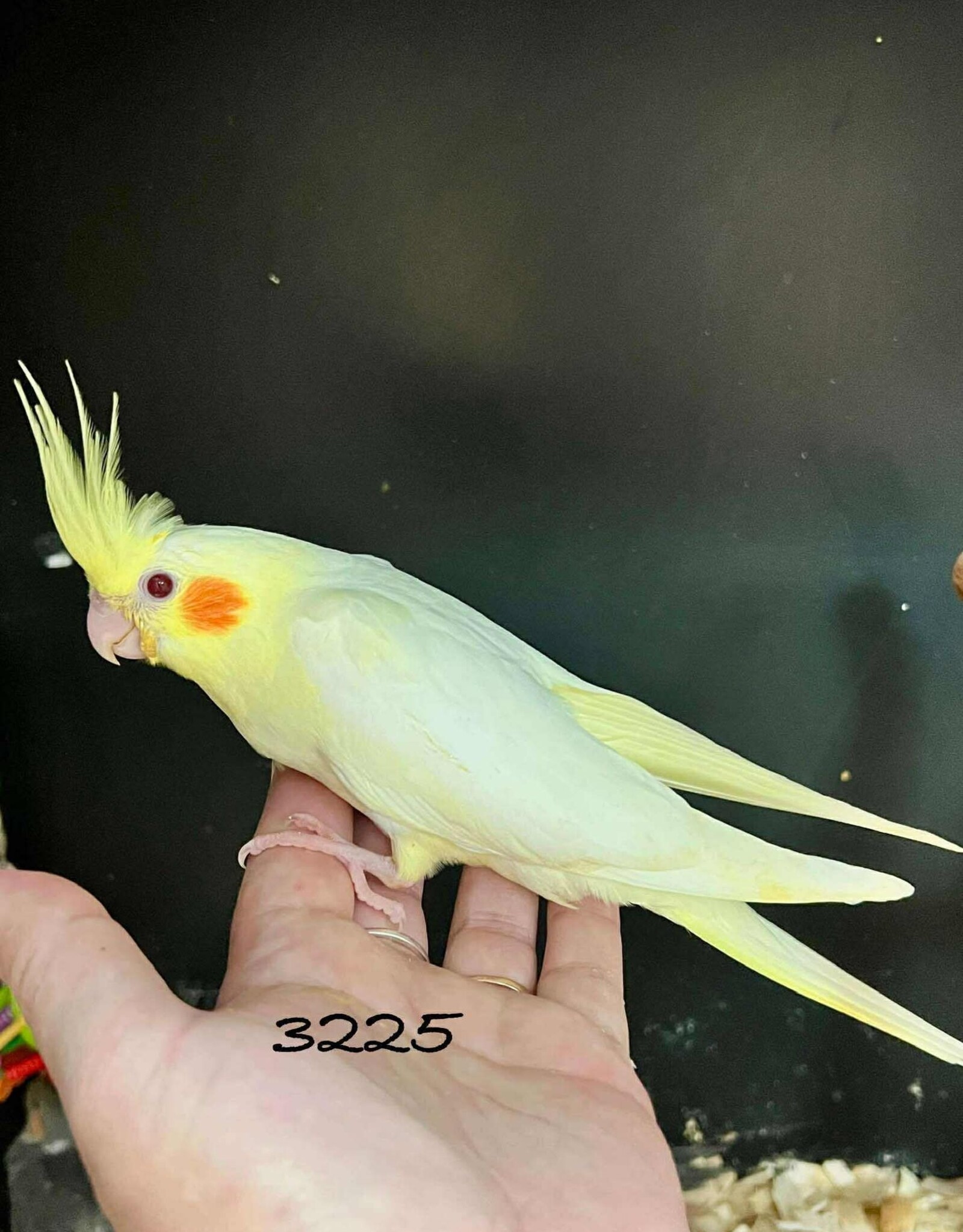 RAFL 3225/ HATCH 4-1-25-LUTINO- COCKATIEL