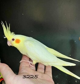 RAFL 3225/ HATCH 4-1-25-LUTINO- COCKATIEL