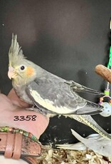 RAFL 3358 / HATCH 4-5-25	CLASSIC GREY- COCKATIEL