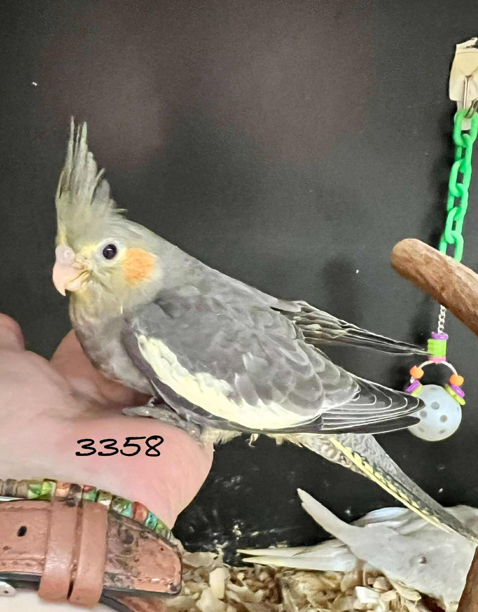 RAFL 3358 / HATCH 4-5-25	CLASSIC GREY- COCKATIEL