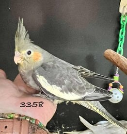RAFL 3358 / HATCH 4-5-25	CLASSIC GREY- COCKATIEL