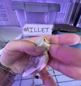 BLACK BAND / RIGHT LEG / HATCH 3-1-25	PIED	ZEBRA FINCH	FEMALE- CAGE #59