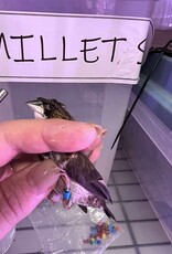 BLUE BAND / LEFT LEG / HATCH 3-1-25	PIED- CRESTED	FINCH- SOCIETY- CAGE #25