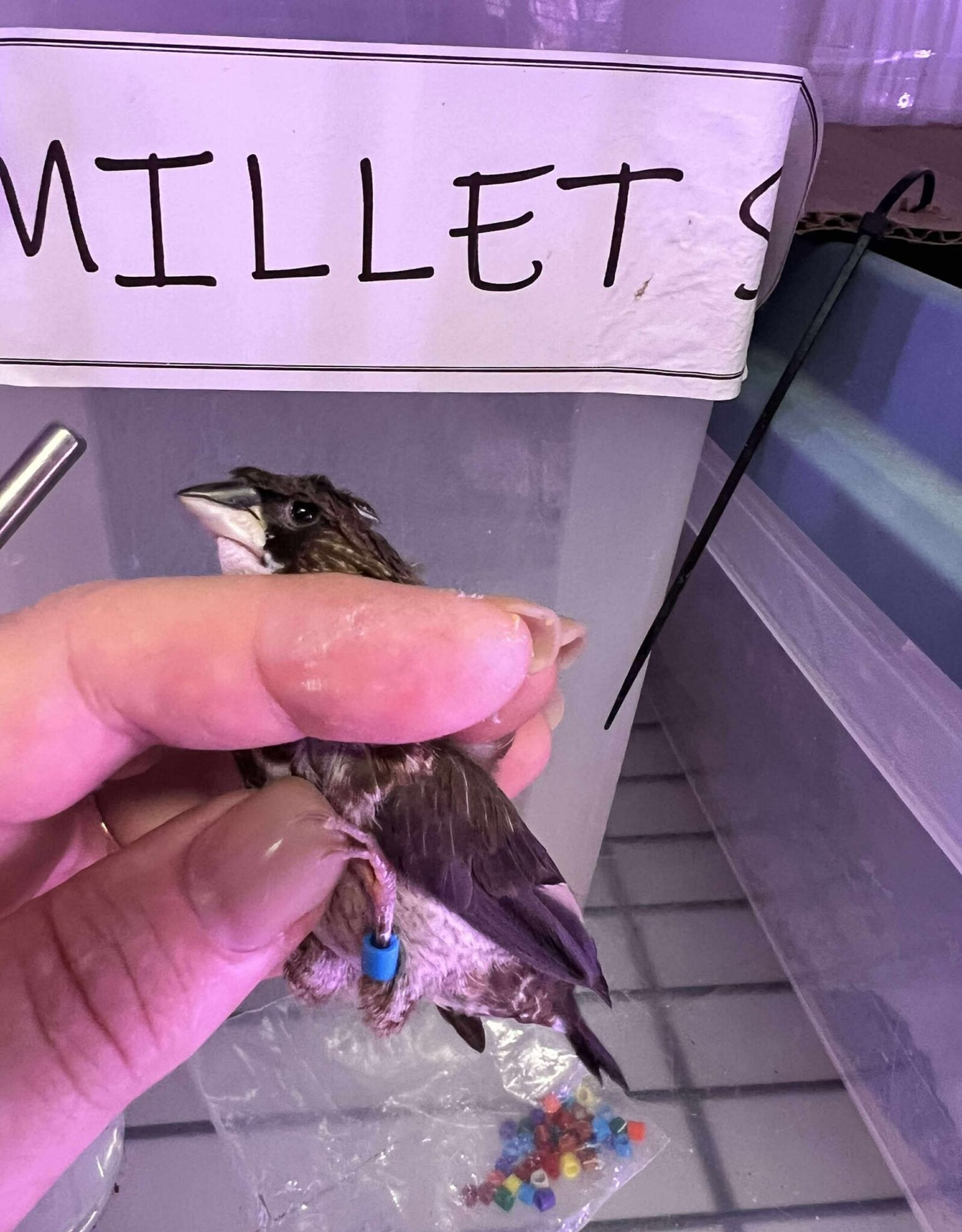 BLUE BAND / LEFT LEG / HATCH 3-1-25	PIED- CRESTED	FINCH- SOCIETY- CAGE #25